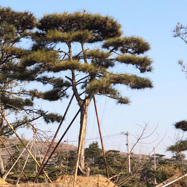 造型松苗木怎樣健康成長(cháng)為造型松景觀(guān)